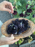 Tea Towel Bundle Dye - hollyhock